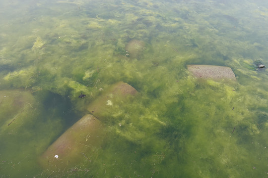 水生植物