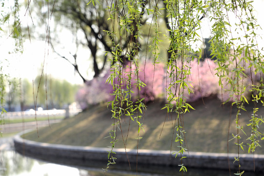 花红柳绿