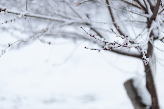 雪中花