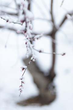 雪中花