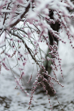 雪中花