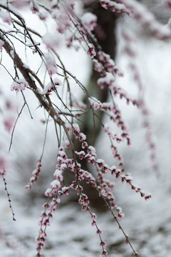 雪中花