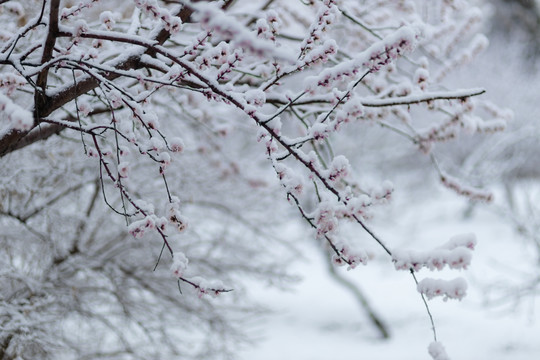 雪中花