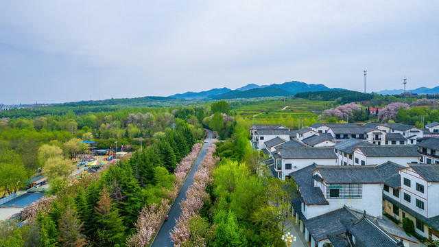 青州衡王城和樱花路