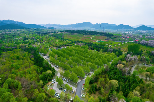 青州植物园树林停车场航拍