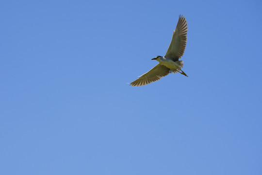 鹭鸟在天空展翅飞翔