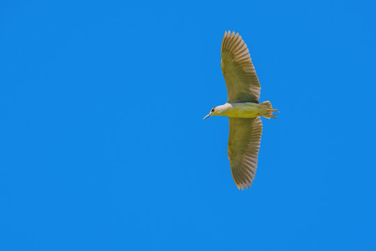 鹭鸟在天空展翅飞翔