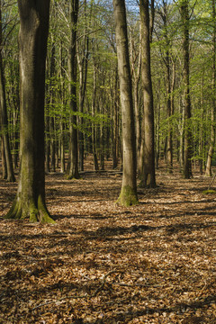 荷兰森林公园自然景观