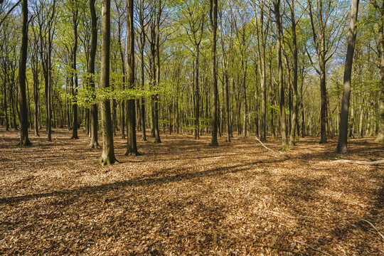 荷兰森林公园自然景观