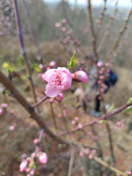 桃花