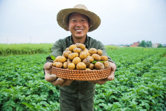 一篮恩施小土豆