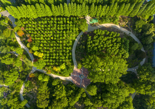 枝繁叶茂始立夏