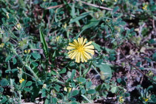 小黄花