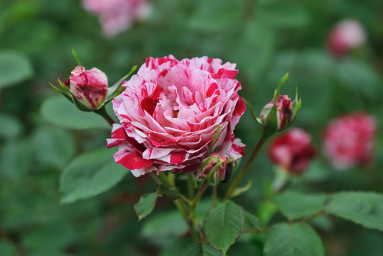 月季花