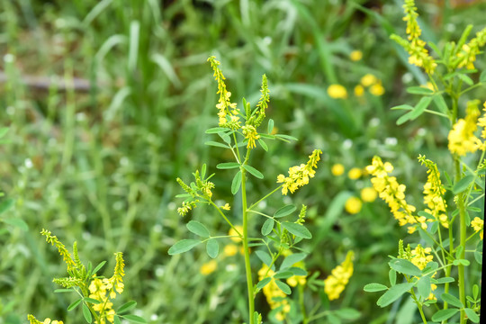 草木犀