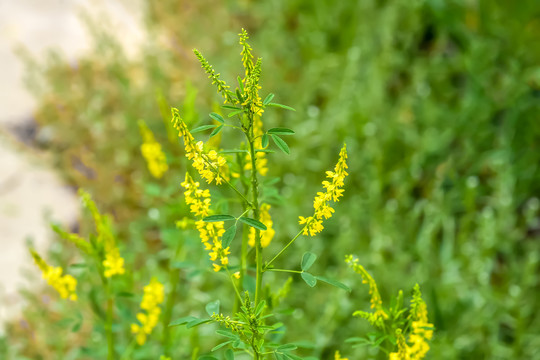 黄花草