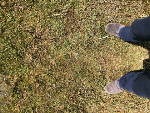 草地上的一双脚