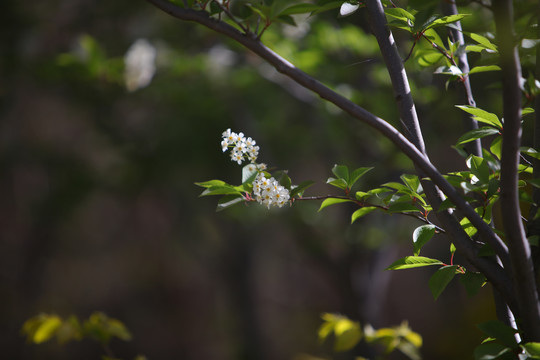 丁香花