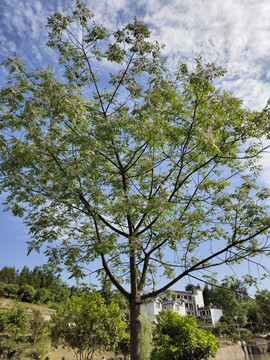 泡桐花树