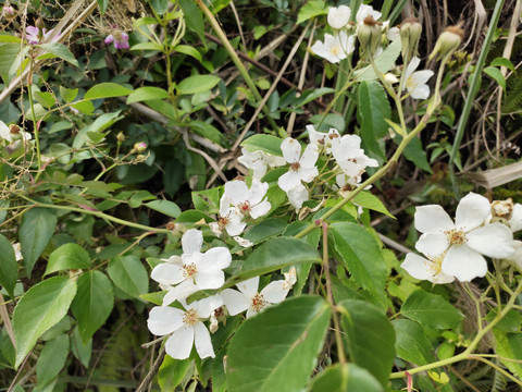 白色蔷薇花