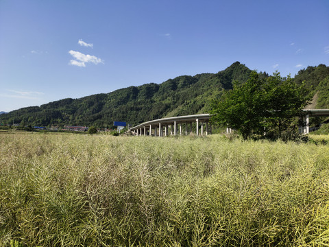 油菜与青山