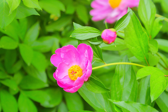 芍药花田