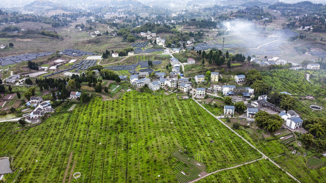 沃柑果园