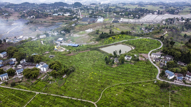 沃柑果园