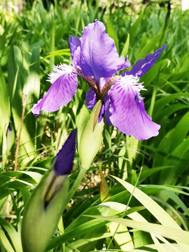 鸢尾花