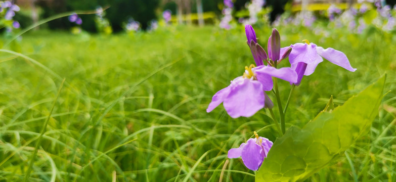 诸葛菜