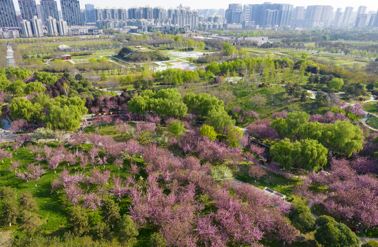 樱花园