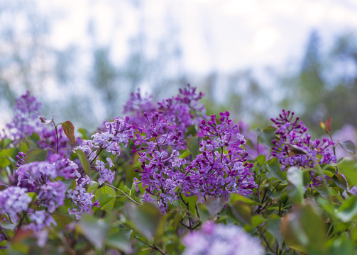 丁香花