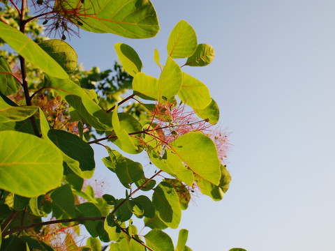 黄栌树开花