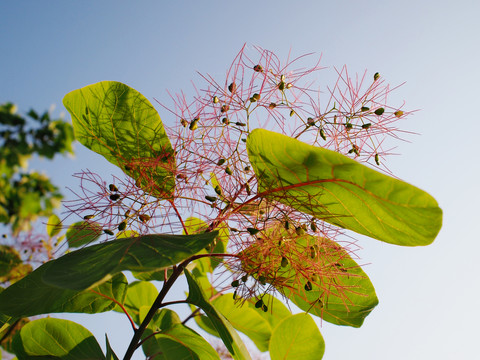 黄栌树开花