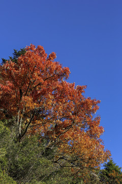 蓝天秋色树林