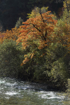 河流光影树林秋色