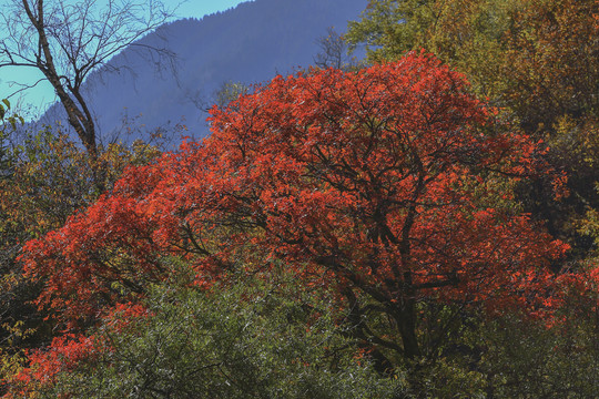 高山秋天红叶自然景观