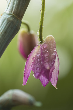 石斛花