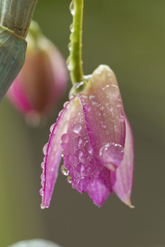 石斛花