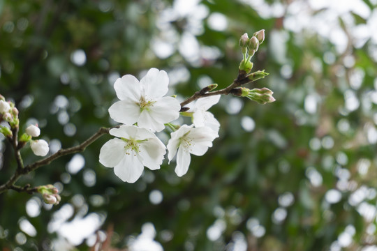 樱花