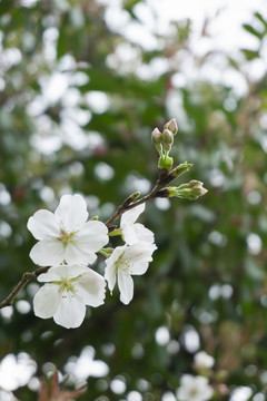 樱花