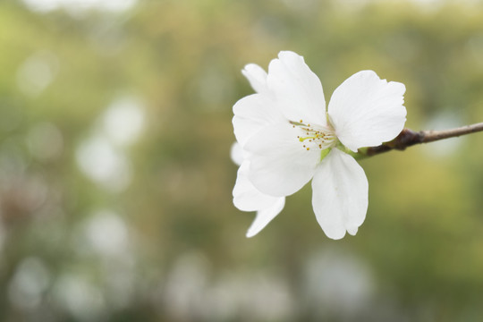 山樱花