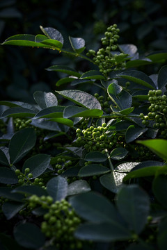 高清花椒素材