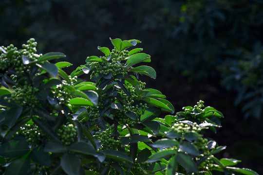 高清花椒素材