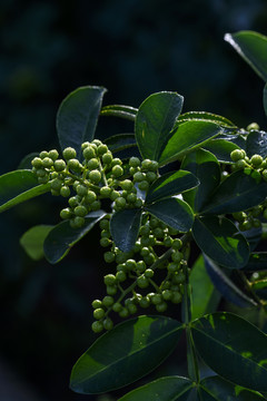 高清花椒素材