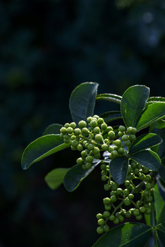 高清花椒素材