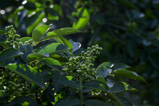 高清花椒素材