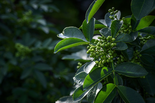 高清花椒素材