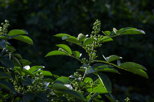 高清花椒素材