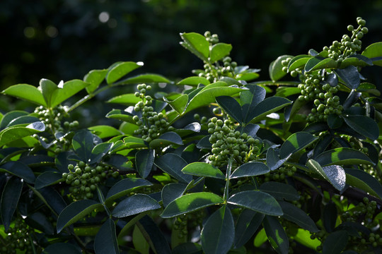 高清花椒素材